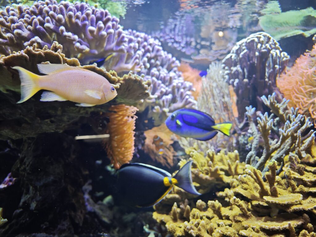 Das Naturmuseum mit dem Aquarium in Bozen